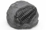 Huge Phacopid (Drotops) Trilobite - Excellent Eye Detail #230486-2